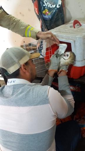 Resgate de animais silvestres