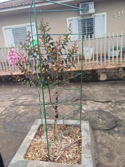 Arborização urbana